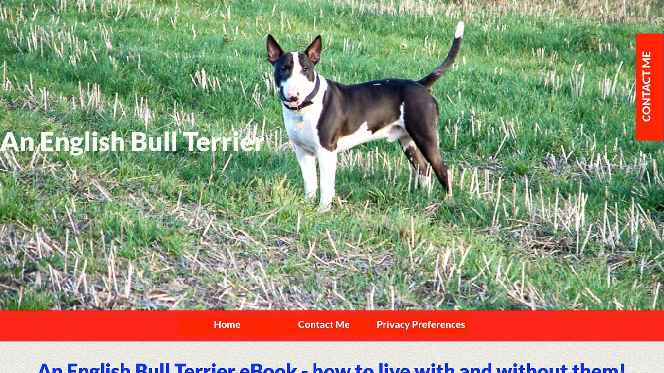 Learning To Live With An English Bull Terrier from Puppy To Adult